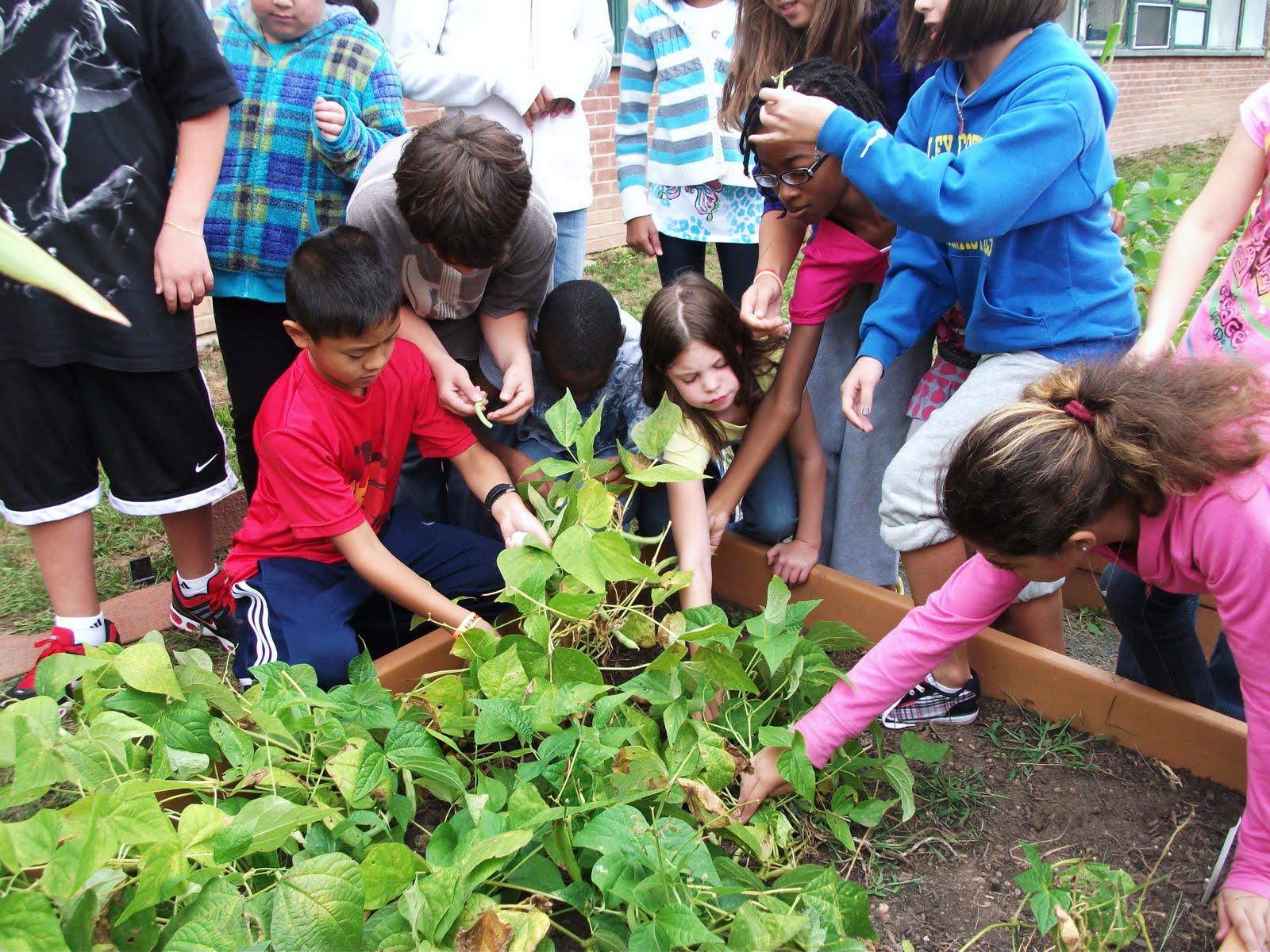 Nyack Backyard Three Sisters School Harvest And Tasting