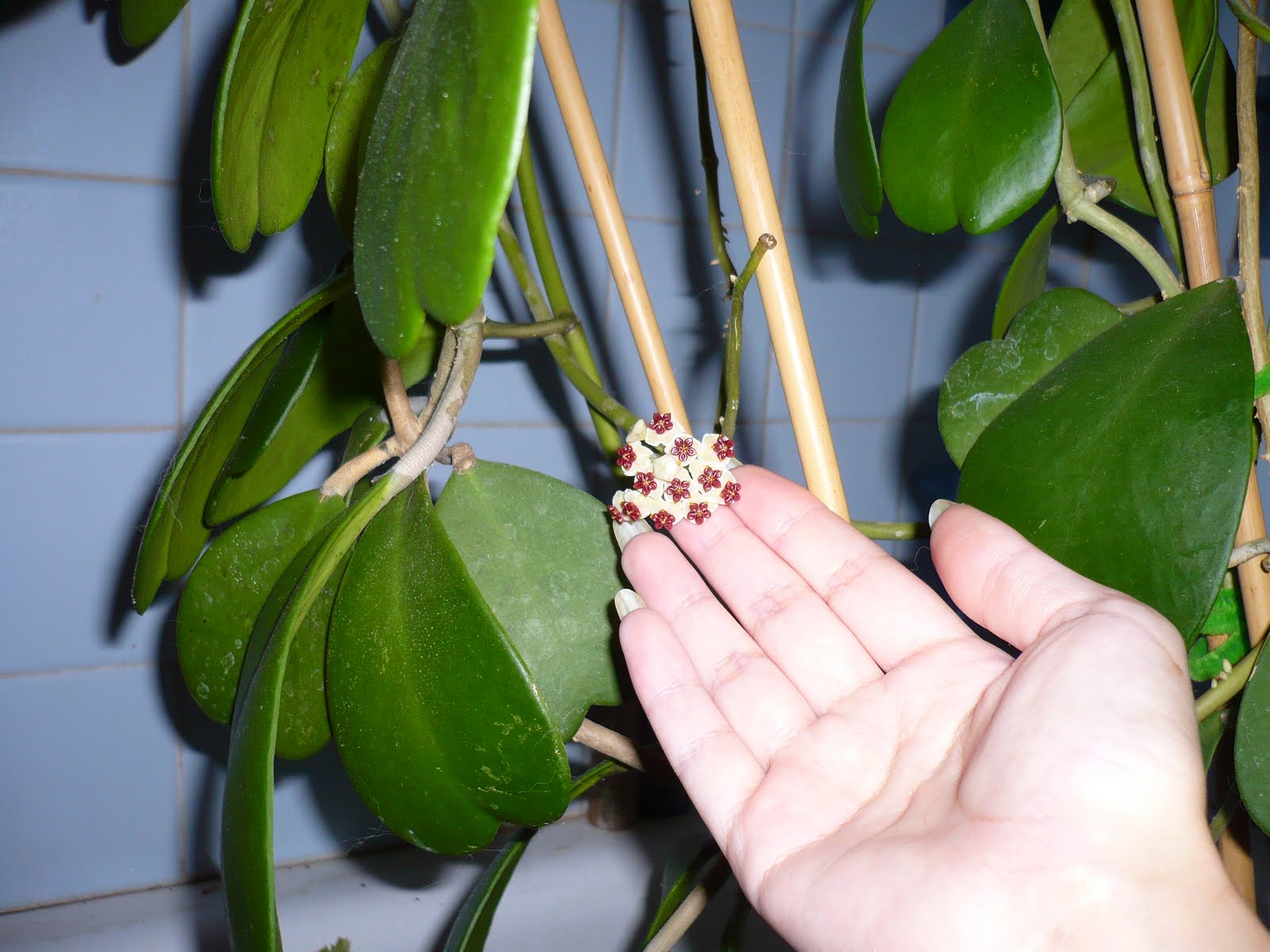 RubyFire Heart Wax Leaf In Bloom