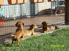 Salchis al sol