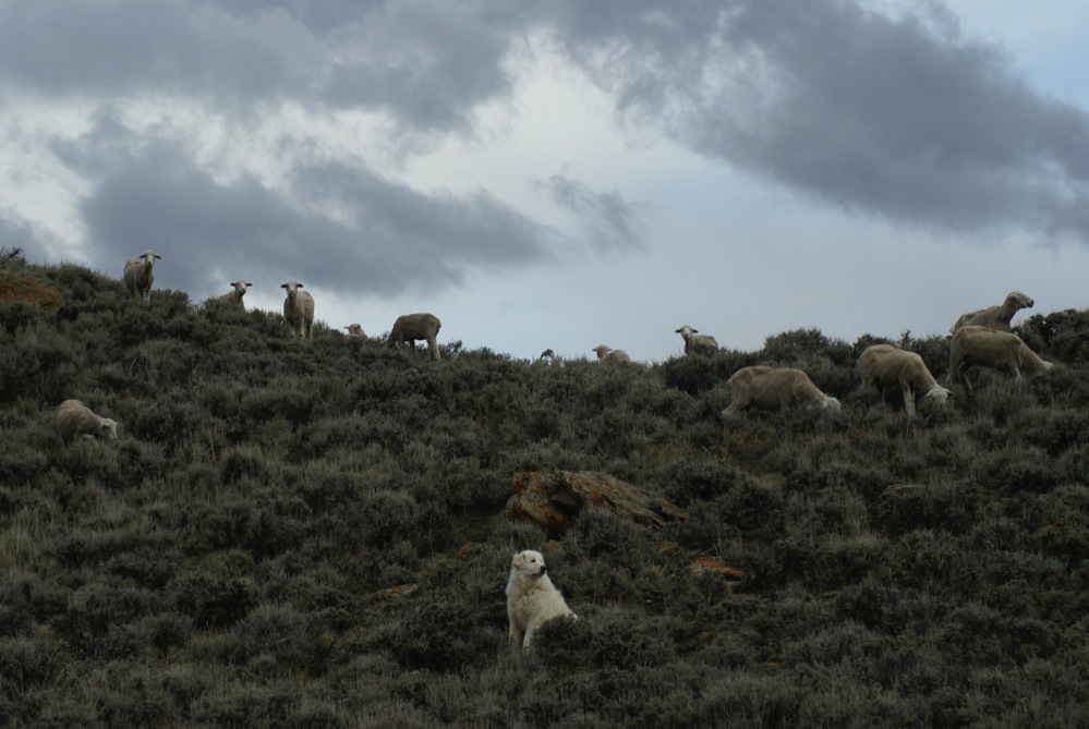 Posted by Cat Urbigkit at