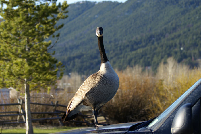 [2goose.JPG]