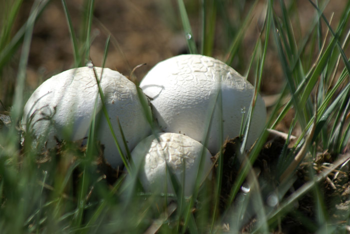 [mushroom.JPG]