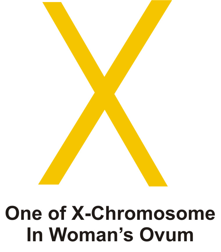 Chromosomes and Baby Sex Determination XYchromosomes and XX