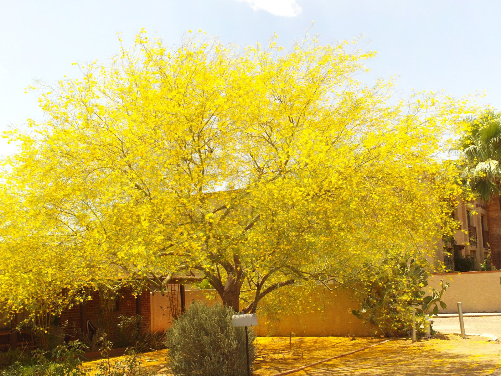 Las Aventuras Pruning Do's and Don'ts