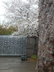 Cherry Blossoms at the FDR Memorial