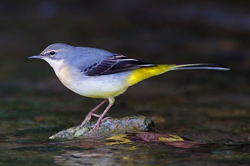 grey wagtail