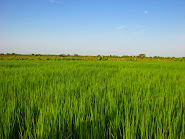 Rice Fields of Bagré