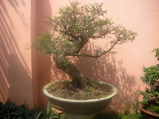Pokok Kesinai