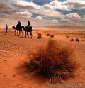 صور من الصحراء الحبيبة
