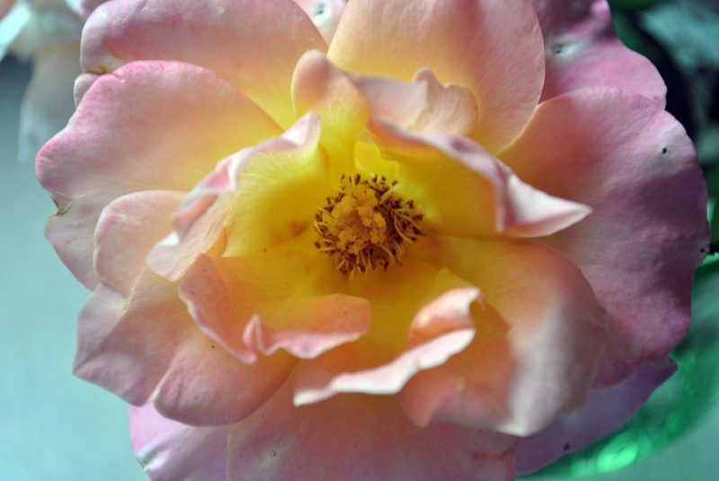 [pinkrose.jpg]