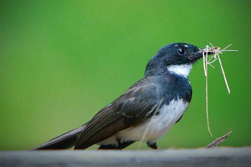 Agungbackpakcer Ragam Burung Indonesia 1
