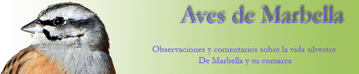 Aves de Marbella
