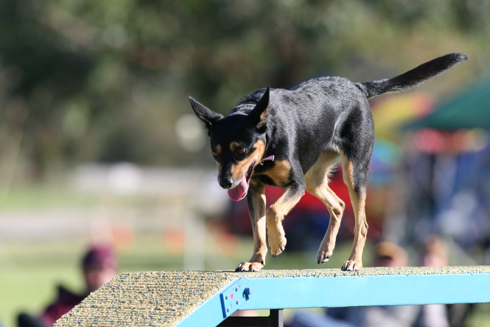 KELPIE KAPERS 2010 AGILITY NATIONALS
