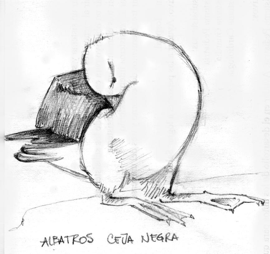 [albatros.jpg]