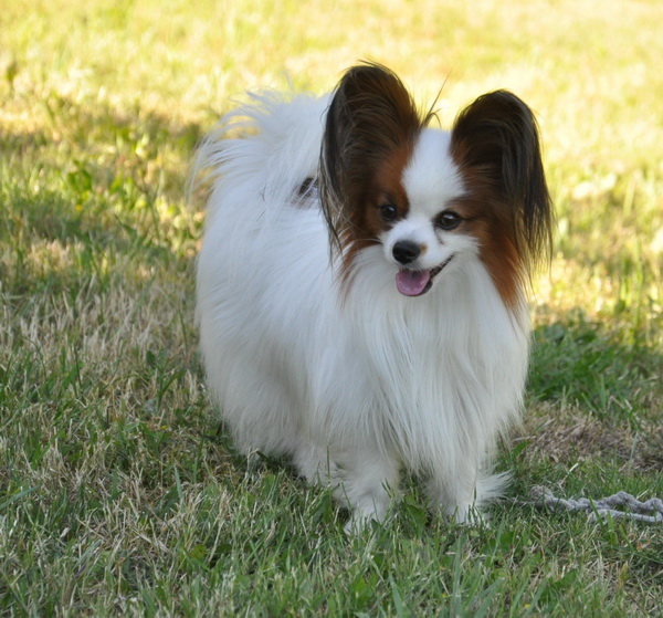 long haired papillon