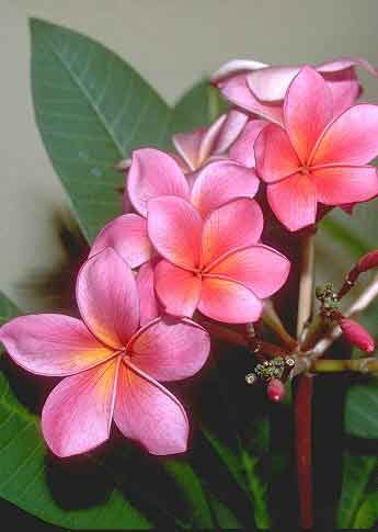 Cores, nuances, perfume, beleza. Tudo junto.