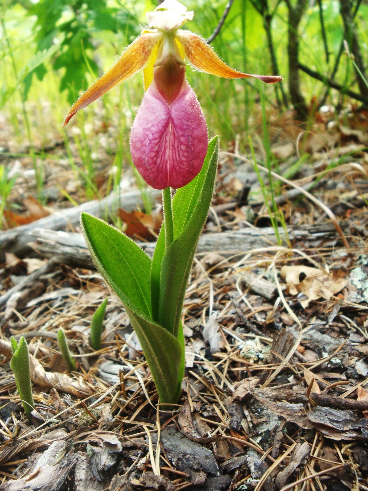 Lali Pink and white Lady's Slipper