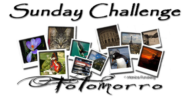 SundayChallenge, Fotomorro