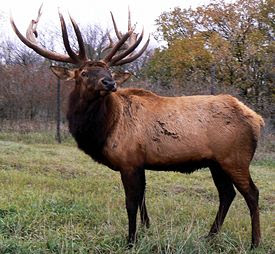 Wapiti or Elk (Cervus elaphus Erleben)