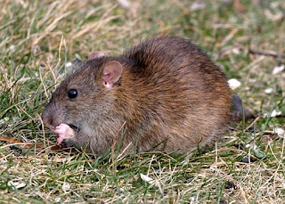 Norway Rat* (Rattus norvegicus)