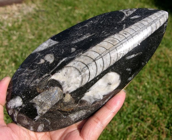 SELAMAT DATANG DI MUSEUM BENDA ANTIQ~PURBAKALA~PERMATA PARA RAJA: Fosil