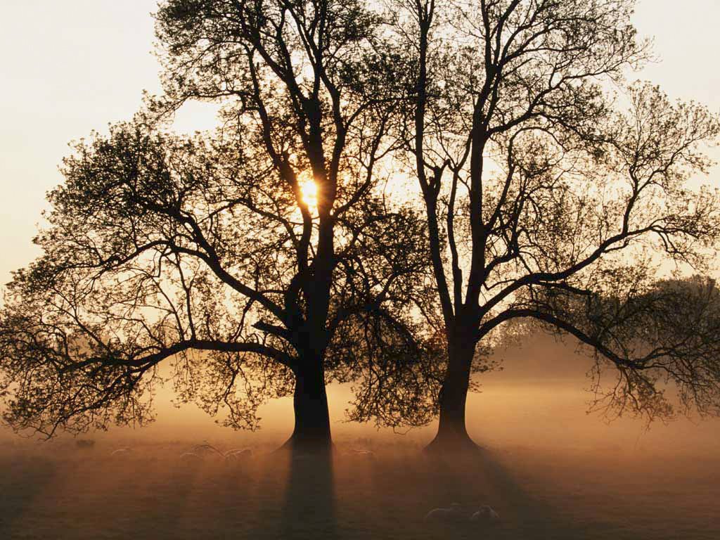 [Tree.jpg]