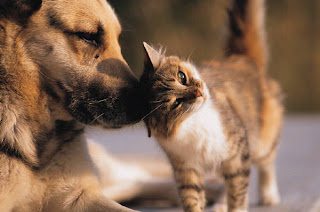 dierenleed, geef geld