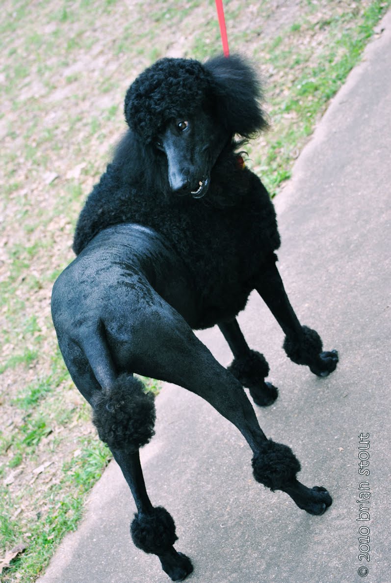 Terrell Texas Daily Photo Terrell Heritage Jubilee Dog Show