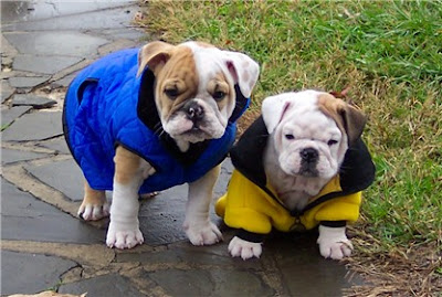 Selective Breeding Animals