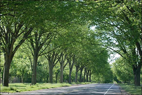 american elm pictures