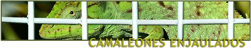 camaleones enjaulados