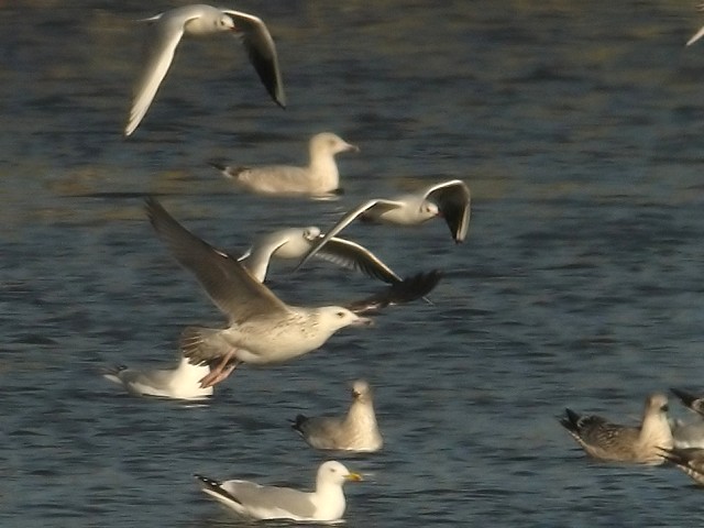 [caspian_gull_first_win_flight_9feb08_640l_20.jpg]