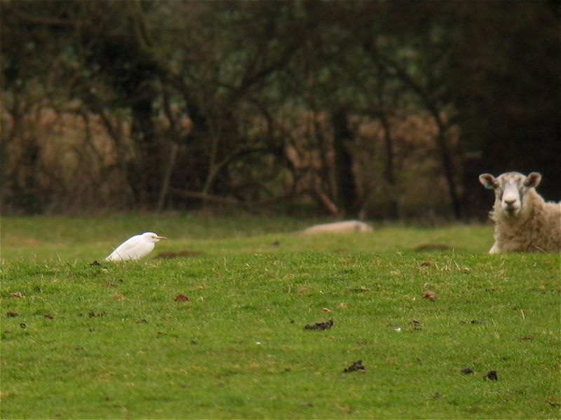 [cattle_egret_23feb08_800l_20.jpg]