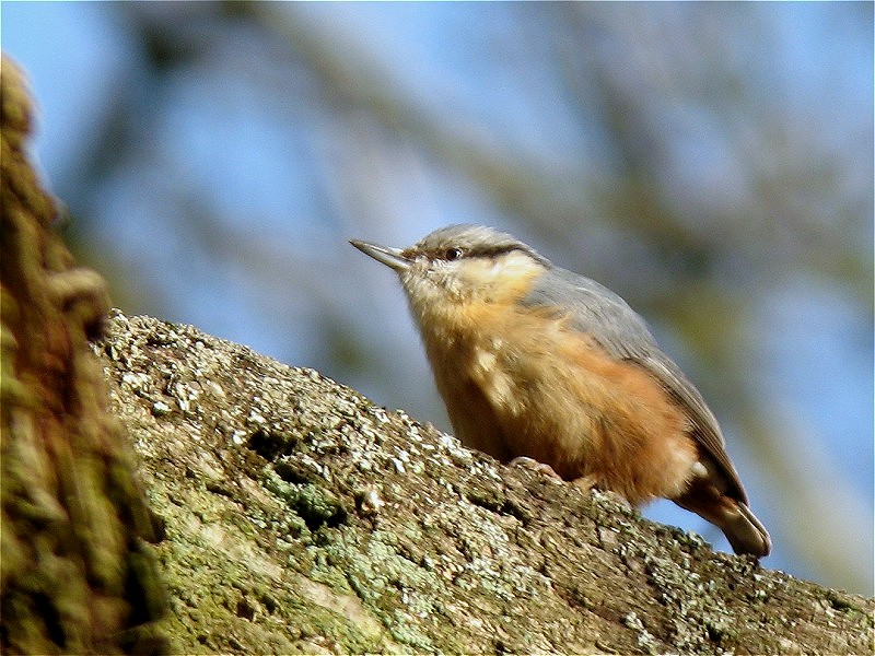 [nuthatch_7mar08_800p_20b.jpg]