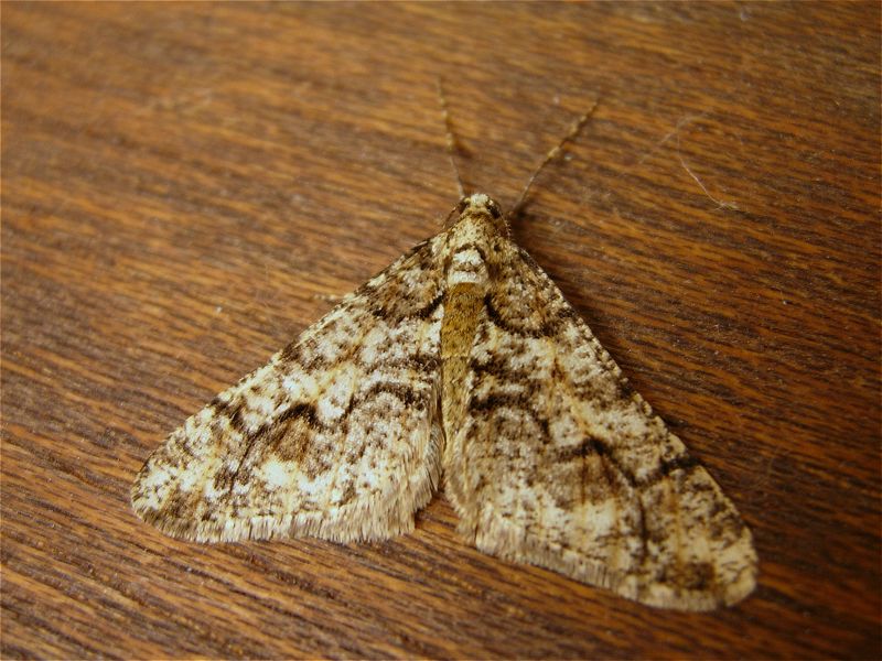 [spring_usher_1feb07_800l_20.jpg]