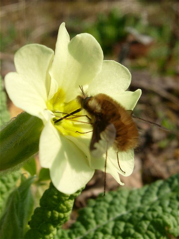 [bee-fly_2apr07_768p_20c.jpg]
