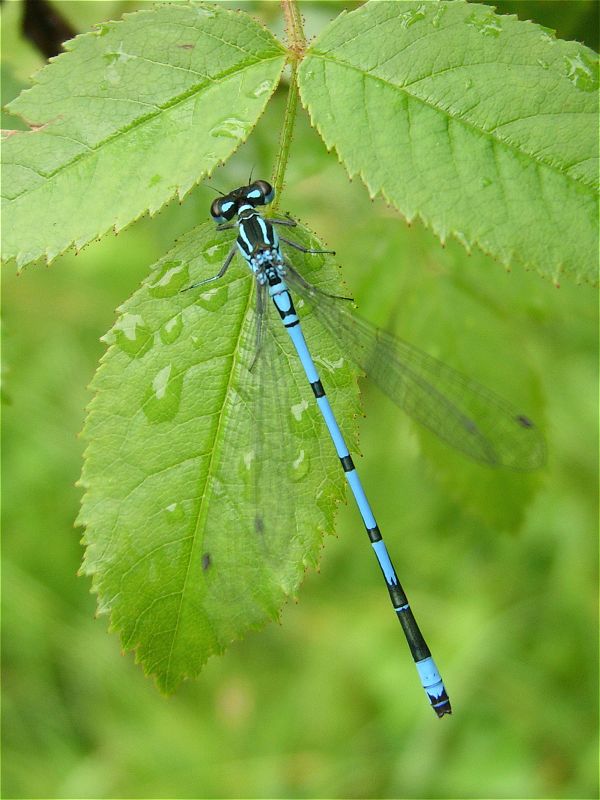 [azure_damsel_male_25jun07_800p_20.jpg]
