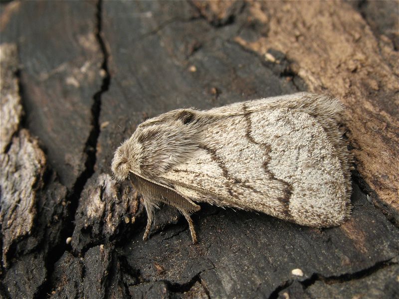 [pale_eggar_27aug08_800l_20.jpg]