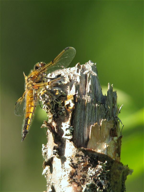 [four-spotted_chaser_26jun08_800p_20.jpg]