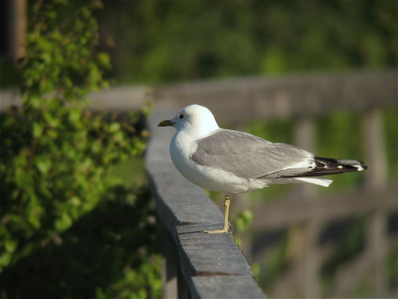 [common_gull_26jun08_800l_20.jpg]