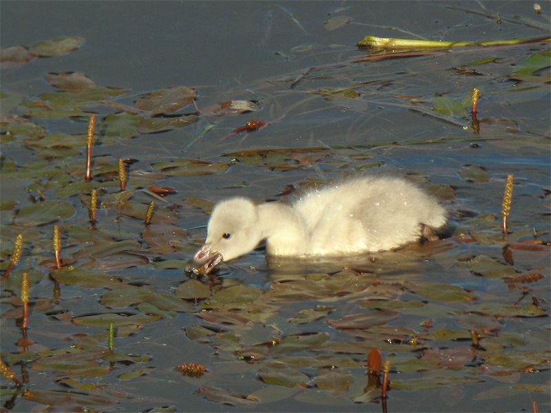 [whooper_chick_26jun08_800l_20a.jpg]