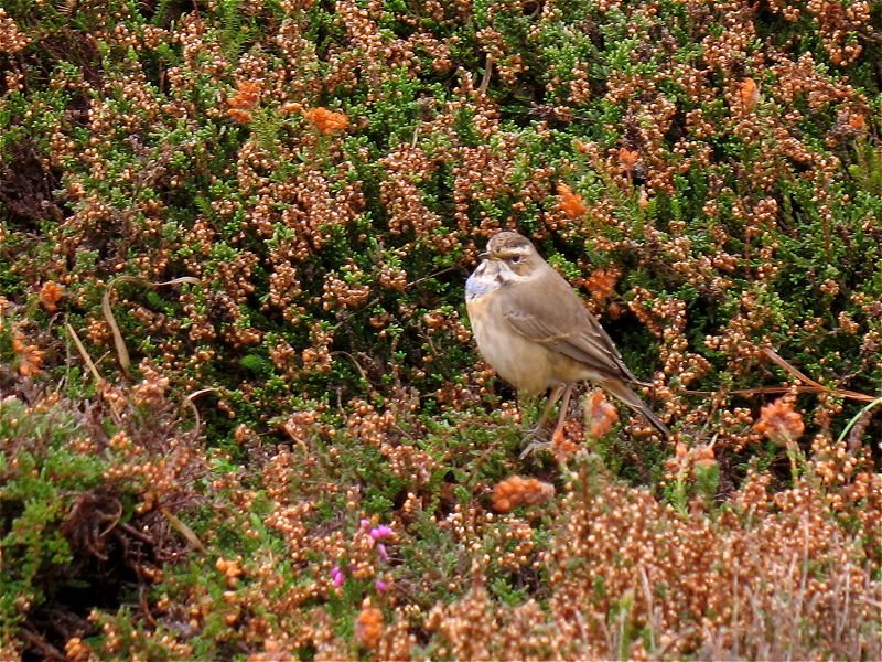[bluethroat_26oct08_800l_20.jpg]