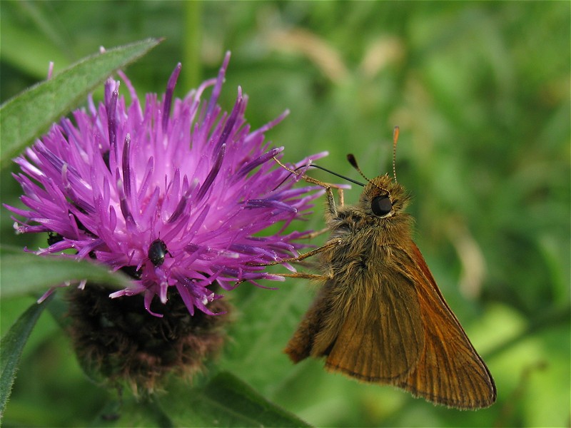 [large_skipper_21jun09_800l_20b.jpg]