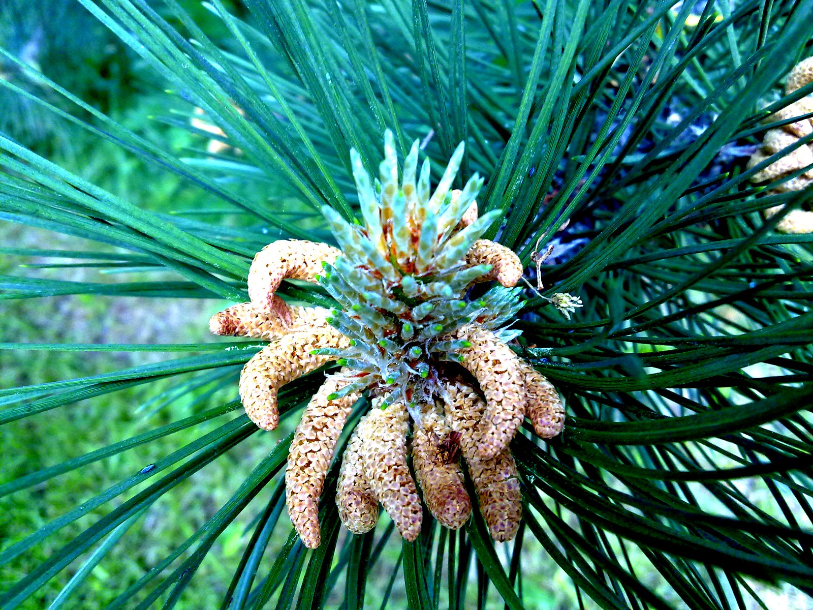 Thaikaden Pine flower and tree