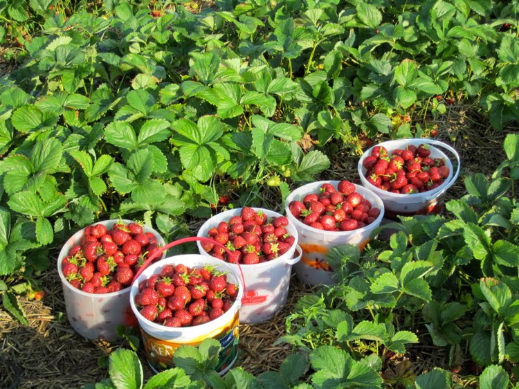 New Munich Strawberry Patch