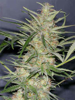 sativa