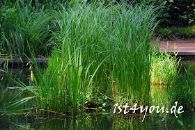 Fotografie 1st4you De Botanischer Garten Duisburg Kaiserberg Schilf