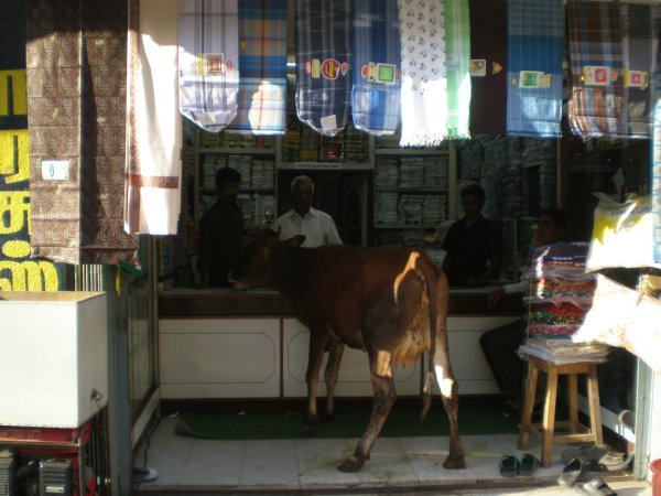 Hasta las vacas compran en India!