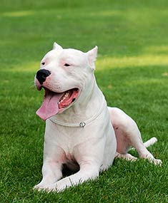 yol arkadasim dogo arjantin dogo argentino