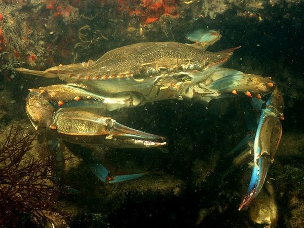 Animal Facts: Blue Crab